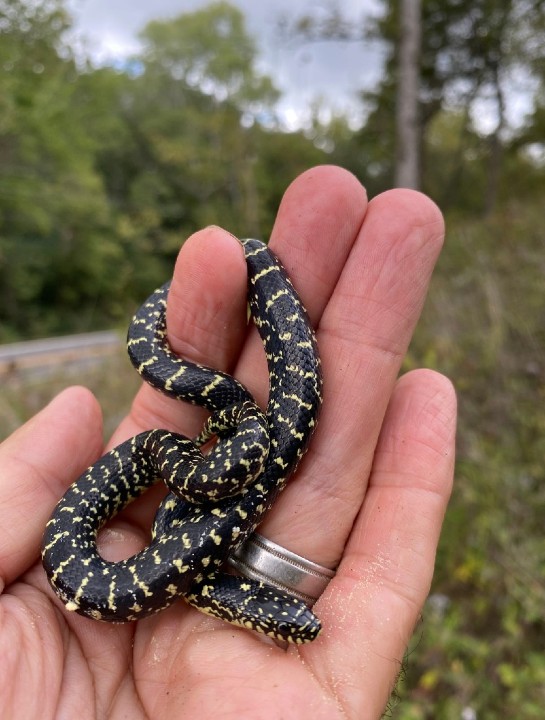 Black Kingsnake